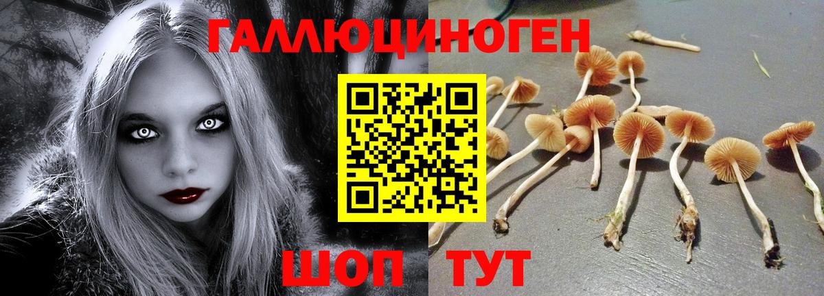 Псилоцибиновые грибы Psilocybine cubensis Батайск